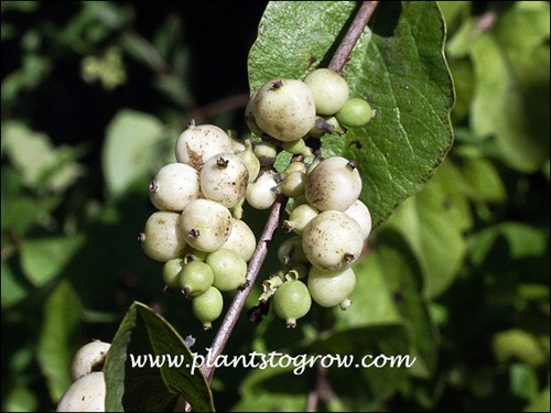 Common Snowberry (Symphoricarpos albus )
white drupe-like berries